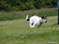 Jack russell terrier Soffi -