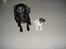Jack russell terrier Soffi -