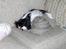 Cavalier king charles spaniel Mitzi