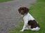 Gammel dansk hønsehund Tilde