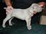 Weimaraner HOT SHOOT`S JUBII HD A - himmelhund - 4 uger