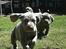 Weimaraner HOT SHOOT`S JUBII HD A - himmelhund - Her kommer viiiiiiiiiii