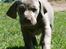 Weimaraner HOT SHOOT`S JUBII HD A - himmelhund