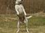 Dansk svensk gaardhund Dina - Jeg danser lige lidt