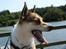 Norsk lundehund Løvheims Forseti / Fossi 4.3.05 - 13.1.14 - 3.7.08