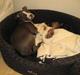 Amerikansk staffordshire terrier Malde