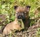 Cairn terrier Mille