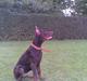 Dobermann Alpha