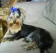 Yorkshire terrier Baltazar's DIno, Bailey