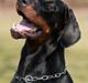 Dobermann Kibo