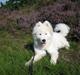 Samojedhund Discos Zorba Dancer