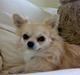 Chihuahua ¤*¨¨*¤.Morgan.¤*¨¨*¤