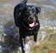 Rottweiler Jilly