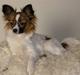 Papillon Alicia