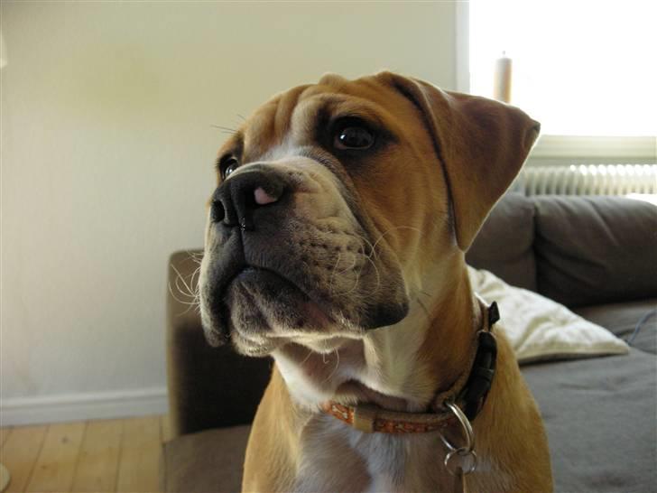 Olde english bulldogge Baloo (Zeoli Kuma) - Baloo  billede 15