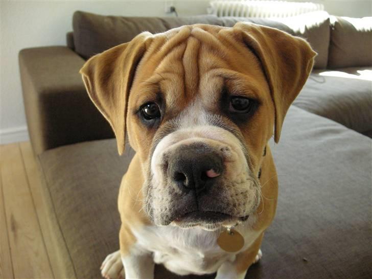 Olde english bulldogge Baloo (Zeoli Kuma) - Jeg kan godt se sølle ud... billede 16