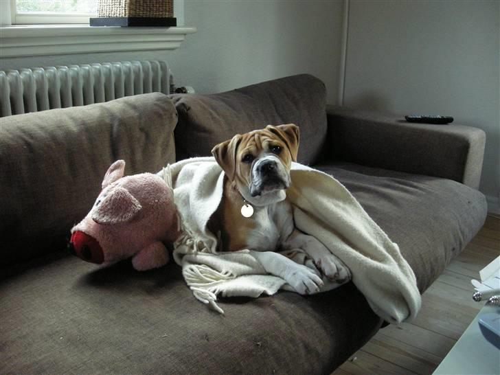 Olde english bulldogge Baloo (Zeoli Kuma) - Råhygge billede 17