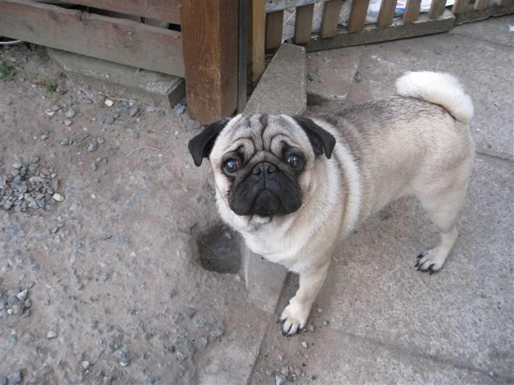 Mops Otte billede 18