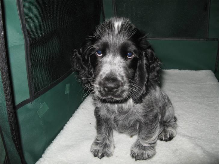 Cocker spaniel Basil billede 8