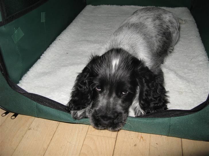 Cocker spaniel Basil billede 9
