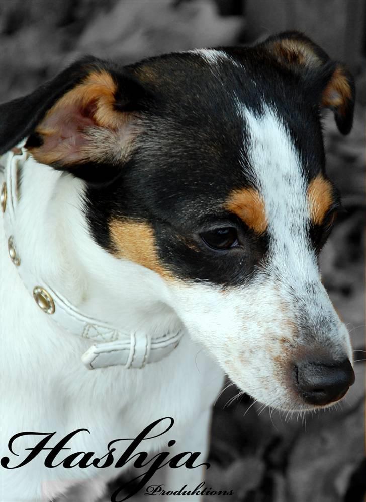 Dansk svensk gaardhund Laika Himmelhund - " Phew, godt med en slapper!" billede 1