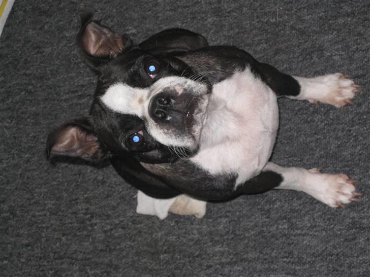 Boston terrier Roxy. R.I.P den 21/10-2011 billede 11