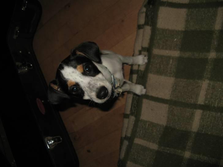 Dansk svensk gaardhund Laika Himmelhund - " Sagde du Gå Tur? Nu? " billede 2