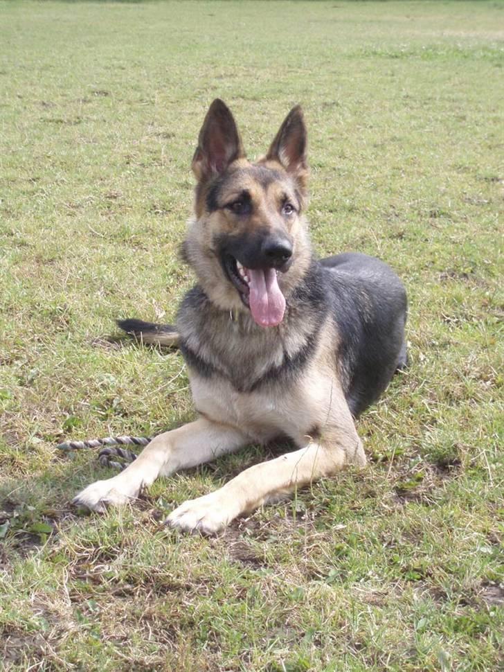 Schæferhund Soffi Rexi - Ligger jeg ikke pænt mor? billede 1