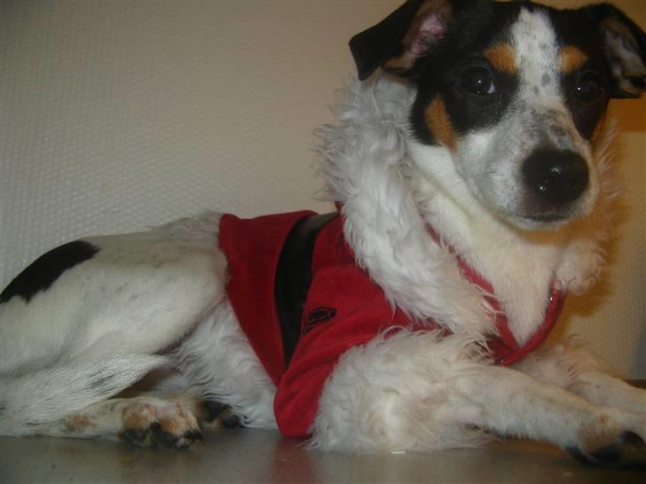 Dansk svensk gaardhund Laika Himmelhund billede 3