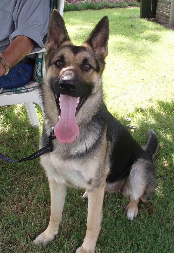 Schæferhund Soffi Rexi - Pyh ha det er godt med en slapper billede 2