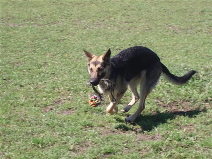 Schæferhund Soffi Rexi billede 3