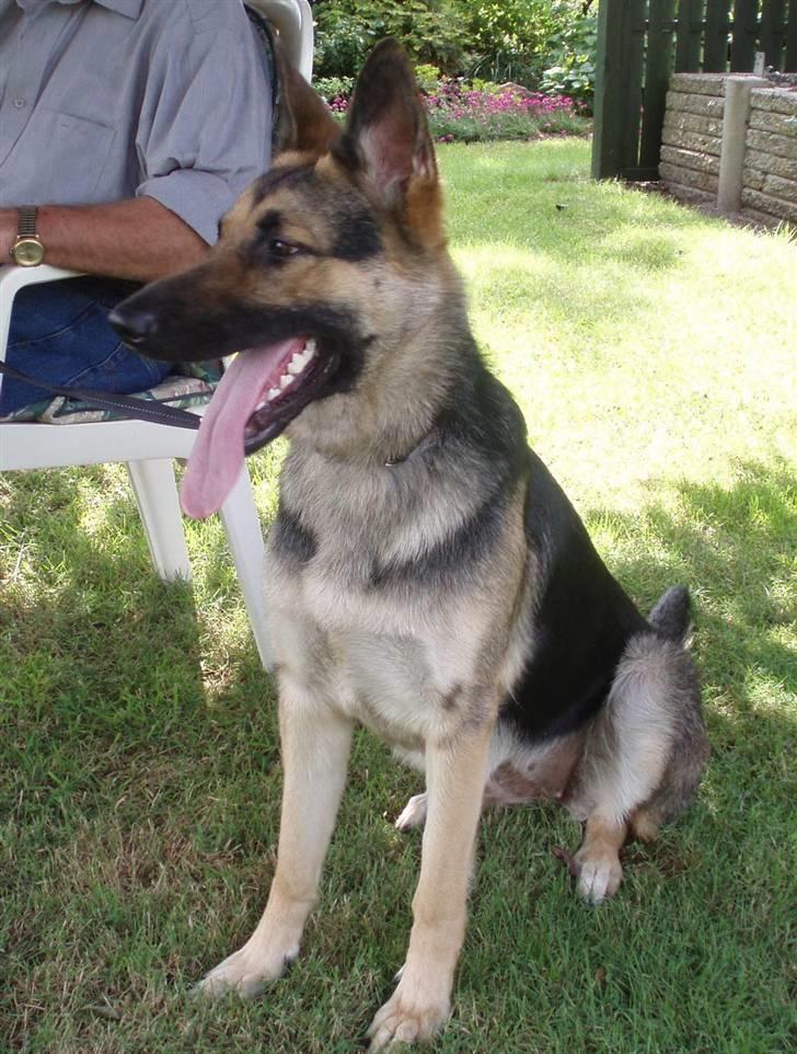 Schæferhund Soffi Rexi billede 4