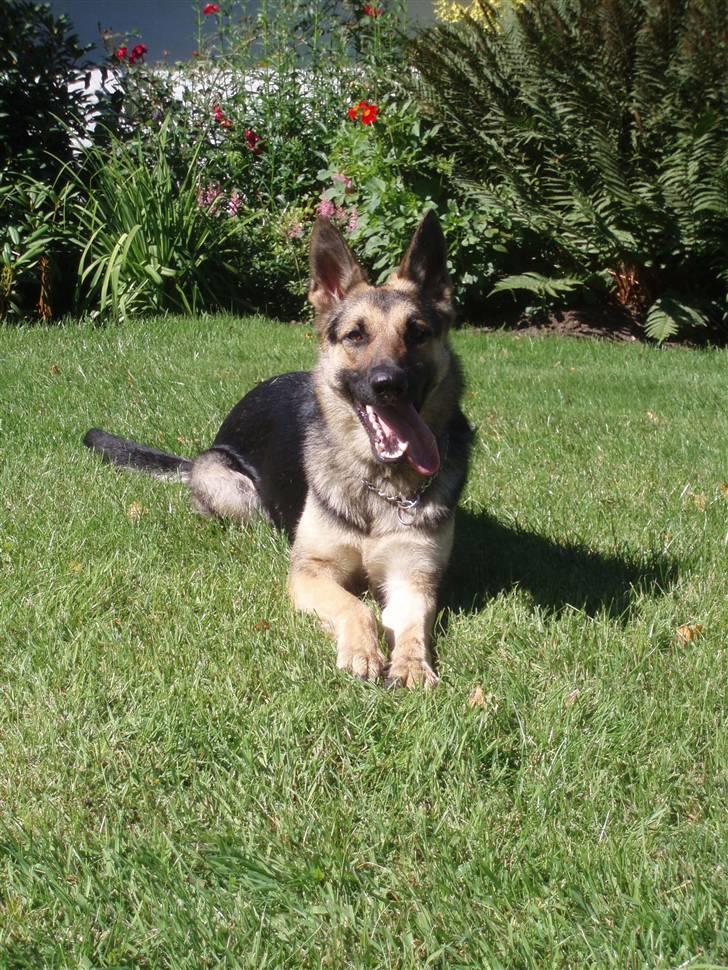 Schæferhund Soffi Rexi billede 5