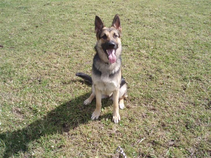 Schæferhund Soffi Rexi billede 6