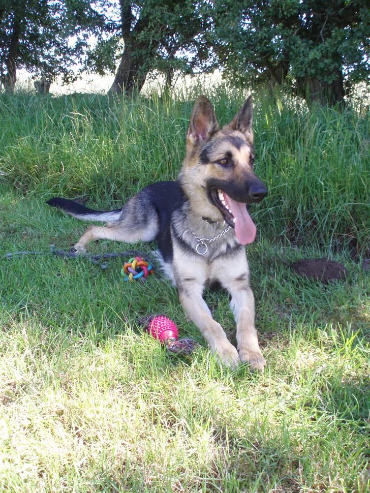 Schæferhund Soffi Rexi billede 7