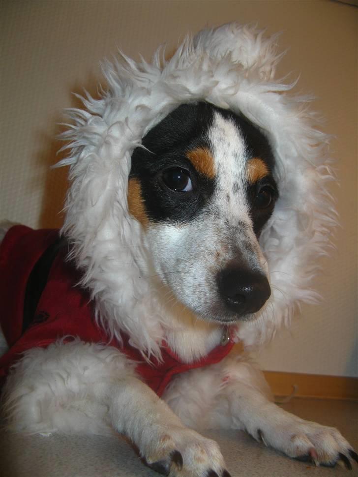 Dansk svensk gaardhund Laika Himmelhund billede 4