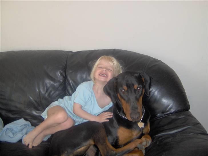 Dobermann Basse billede 1