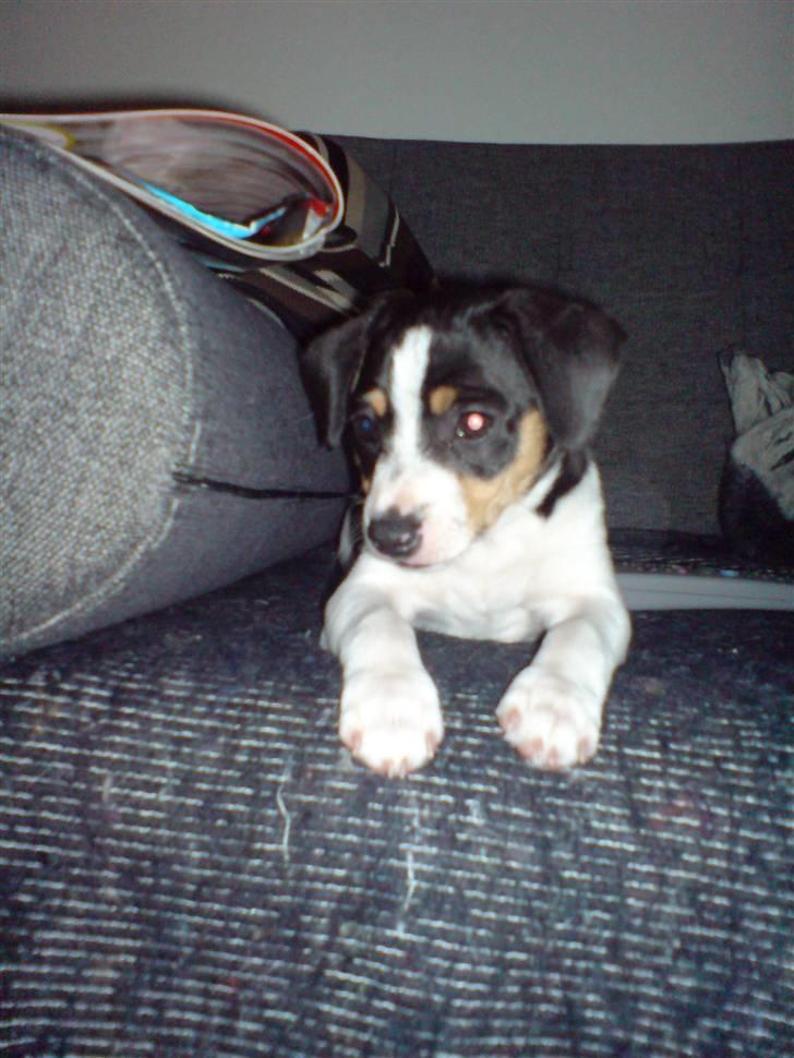 Dansk svensk gaardhund Frida von der pipakuk billede 2