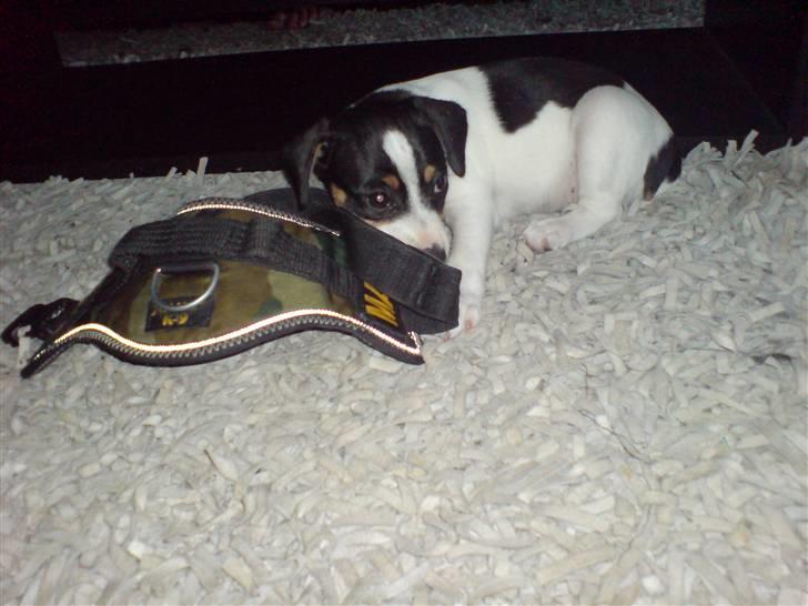 Dansk svensk gaardhund Frida von der pipakuk billede 3