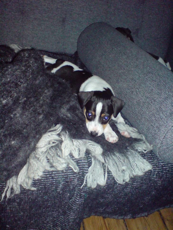 Dansk svensk gaardhund Frida von der pipakuk billede 4