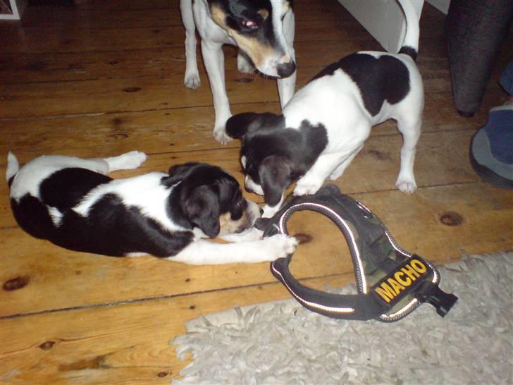 Dansk svensk gaardhund Frida von der pipakuk billede 5