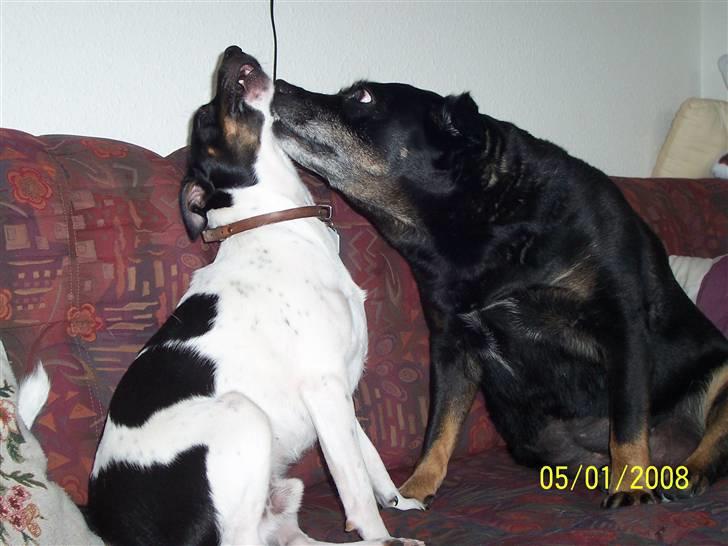 Dansk svensk gaardhund Nico (von diddo) - ja, lige der tante Sandy...  billede 15