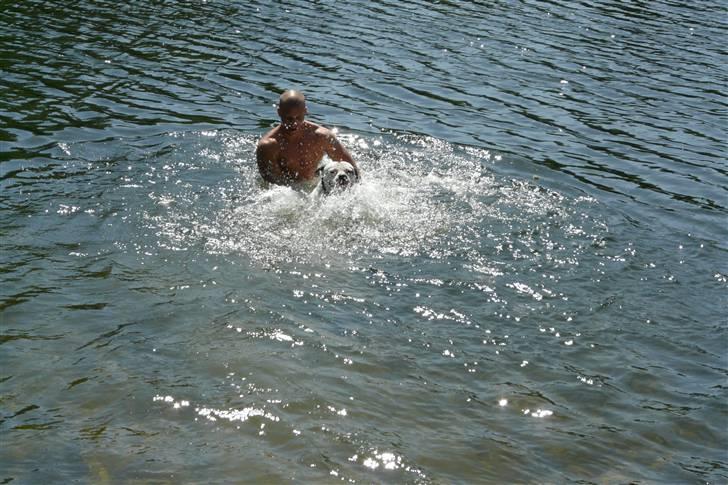 Amerikansk bulldog Batman Hector - Øver min svømme teknik med far, plasker lidt derudaf, men har senere lært at svømme perfekt billede 8