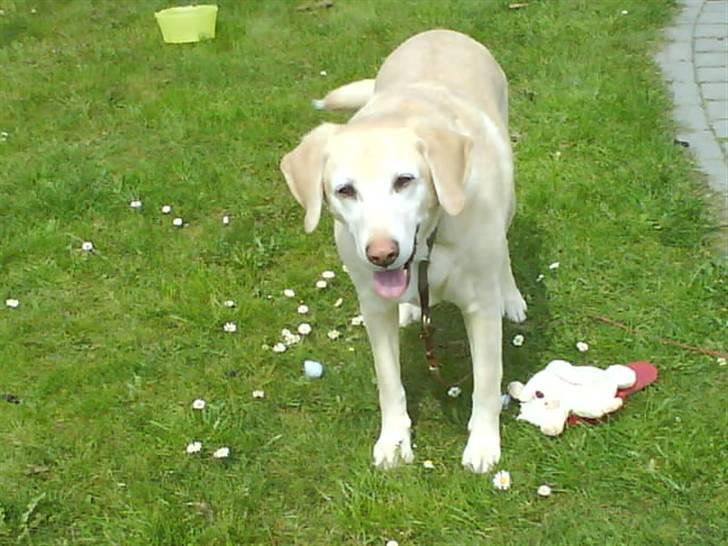 Labrador retriever Jack - Han er bare så sød lige der.. *Foto: Christa billede 18