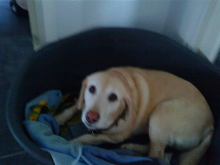 Labrador retriever Jack - Nårrr..  *Foto: Christa billede 19