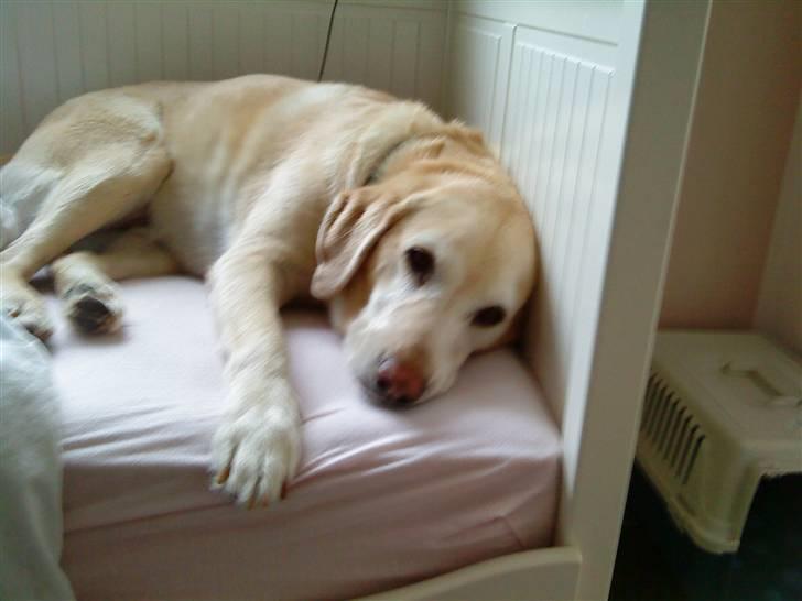Labrador retriever Jack - ligger lige og hygger sig.. *Foto: Christa billede 20