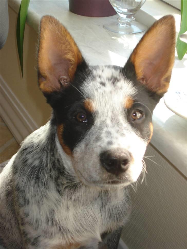 Australsk cattledog Anton *Himmelhund* billede 17