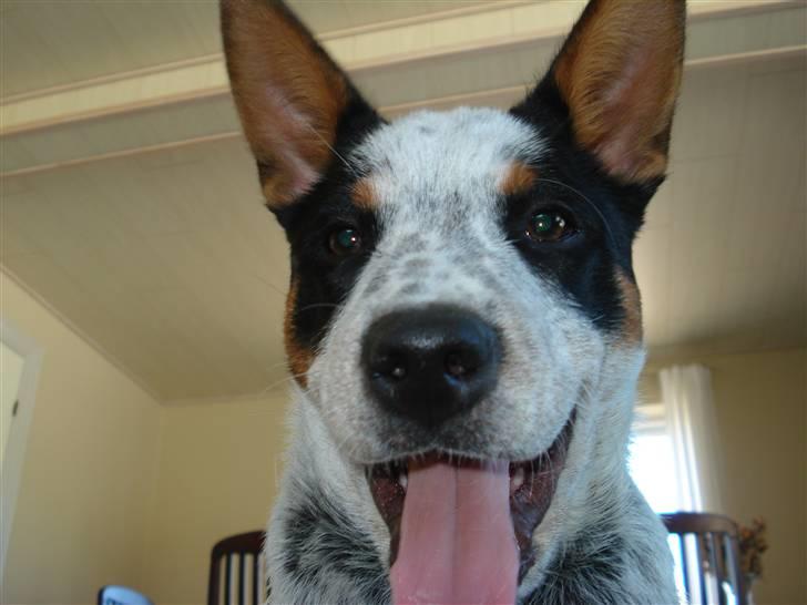 Australsk cattledog Anton *Himmelhund* billede 18