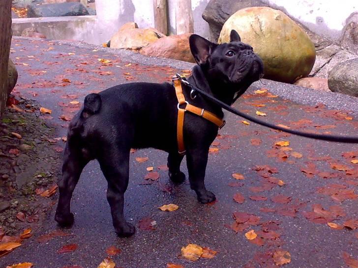 Fransk bulldog Ozzy - Hej jeg er ozzy nu er jeg 10 mdr  billede 1