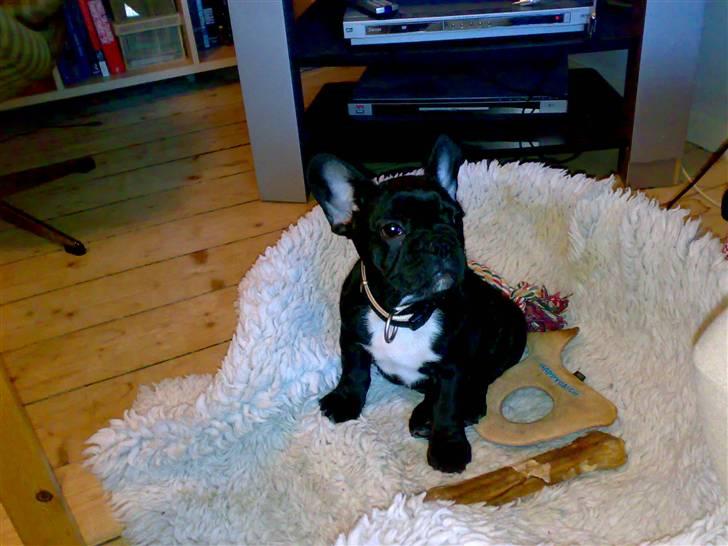 Fransk bulldog Ozzy - Lille baby Ozzy kun 12 uger billede 2